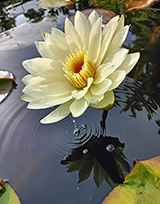 White Delight Waterlily.